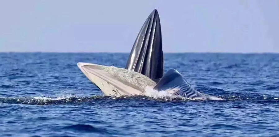 涠洲岛鲸鱼