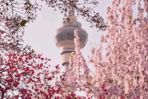 2023北京看樱花的好地方 附最佳赏花时间